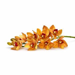 Amber Sunset Orchid Stem