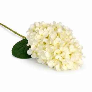 Champagne Cloud Hydrangea