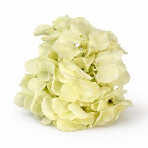 Cream Cloud Hydrangea