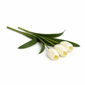 Ivory Whisper Tulips