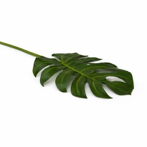 Tropical Monstera